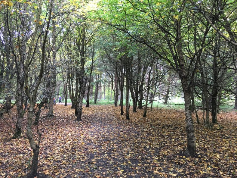 The Comfort of Trees –&nbsp;photograph